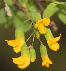 Image result for Calpurnia aurea