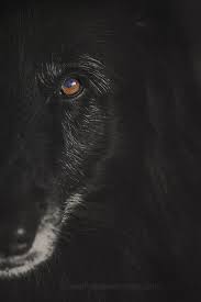 Black And White Photos Of Animals In Shadows Half Face Portrait Of Wolfcub Wolfshadowphotography Animal Photography Black Wolf Dog Tattoo