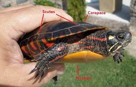 Some common health issues include parasites, vitamin a deficiency and metabolic bone disease. How Fast Do Painted Turtles Grow The Turtle Hub