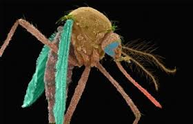 Maybe you would like to learn more about one of these? Us Government Approves Killer Mosquitoes To Fight Disease Nature