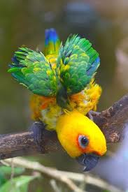 Small Black Bird With Orange Wings And Tail The Jandaya Parakeet Or Jenday Conure Is A Small Neotropical Parrot With Green Wings And Tail Reddish Orange Body Yellow Animals Pet Birds Animals Beautiful
