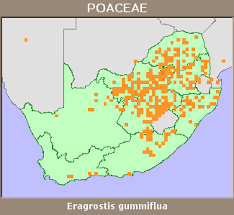 Image result for Eragrostis gummiflua