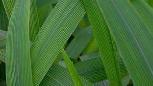 Image result for Setaria poiretiana