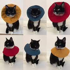 Yellow Linen Cat Soft Cone Collar Cat E Collar Alternation Etsy Cone Collar Elizabethan Collar Cat Wounds