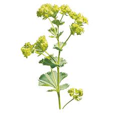 Image result for Alchemilla microbetula
