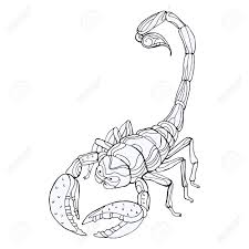 New users enjoy 60% off. Coloring Pages For Adults With Scorpion Stock Photo Picture And Royalty Free Image Image 86257697
