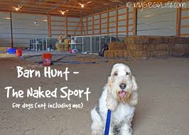 Police in north yorkshire are investigating after video footage showed 16 fox cubs being held in a barn near hunt kennels. Barn Hunt The Naked Sport My Gbgv Life