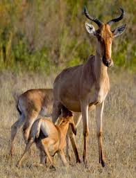 Yavrusunu Emziren Hartebeest Inek Antilobu 2020 Antilop Hayvan Geyik