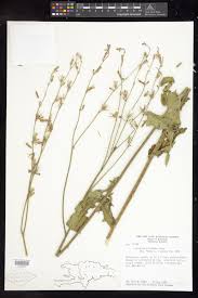 Image result for Launaea intybacea