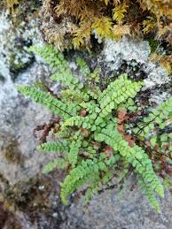 Image result for Asplenium uhligii