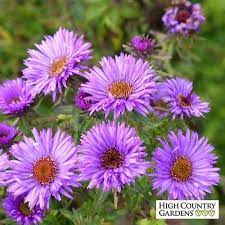 Purple Dome Aster Flower Landscape High Country Gardens Pollinator Plants