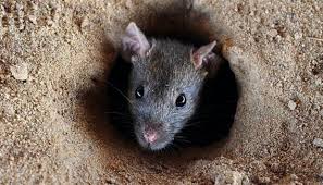 Gunakan baja halus atau steel wool untuk menutup lubang di dalam rumah. Tikus Tak Akan Berani Datang Selagi Ada Bau 3 Daun Ini Sangat Berkesan Halau Tikus Sebelum Raya Kartel Dakwah