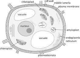This is essential to plants as it gives them the cell plate that is molded during cell division is developed into lamellum or the middle lamella. Organs Cells And Tissues Chapter 1 Anatomy Of Flowering Plants