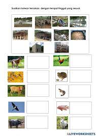 Contextual translation of haiwan ternakan into english. Pssas Ting 1 Haiwan Ternakan 2 Cikgu Hawa Worksheet