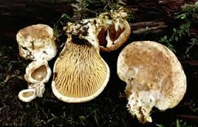 Image result for Paxillus panuoides