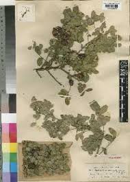 Image result for Haplocoelum