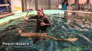 Oui, les clients ont accès à piscine pendant leur séjour. Le Grau Du Roi Gard Occitania France Hisour Hi So You Are