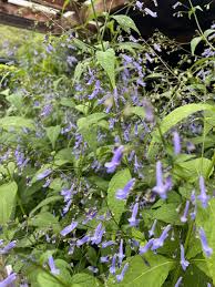 Image result for Isodon ramosissimus