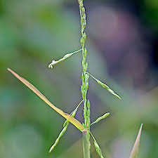 Image result for Nesaea erecta