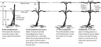 Image result for pruning grapes on a pergola