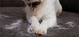 Cómo mantener el pelo de las mascotas fuera de la ropa