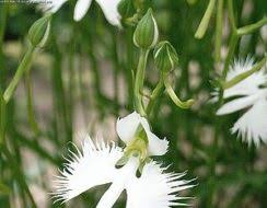 Image result for Habenaria