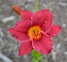 Maybe you would like to learn more about one of these? 6 Little Business Daylilys Plants Home Living