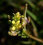 Image result for Rorippa madagascariensis