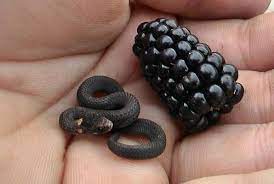 Oh No Are You A Tiny Snake The Size Of A Blackberry You Are A Tiny Snake The Size Of A Blackberry Oh My Freaking Goodness Look Baby Snakes Cute Reptiles