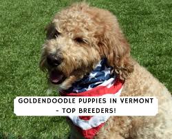 We did not find results for: Goldendoodle Puppies In Vermont Top 3 Breeders 2021 We Love Doodles