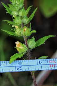 Image result for Alectra sessiliflora