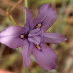 Image result for Moraea natalensis