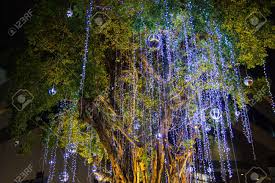 Decorative Outdoor String Lights Hanging On Tree In The Garden Stock Photo Picture And Royalty Free Image Image 124719227
