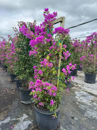 Image result for Bougainvillea