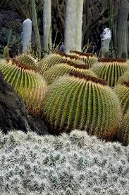 Evergreen, they form attractive rosettes of fleshy leaves and often resemble find a list of pretty shrubs that share most of the growing requirements of cacti and succulents. Fuerteventura Canarias Spain Cactus By Oscar Dejean Cactus Cactus Plants Nature