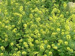 Hier erfahren sie, welche samen sie jetzt noch säen können. Grundungung Im Garten Wann Saen Grundungungspflanzen Gartentipps