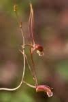 Image result for Eulophia longisepala