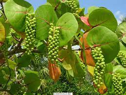 Uva De Playa Seagrape La Coccoloba Uvifera Plants Grapes Edible Plants