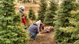 Its the nations favourite blue peter christmas make! The Best Christmas Tree Farm In Every State For 2020 Best Christmas Tree Farms