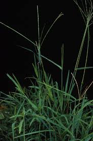 Image result for Digitaria