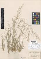 Image result for Leptochloa panicea