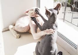 Even between kittens, playtime can look a bit rough. Play Or Fighting Modern Cat