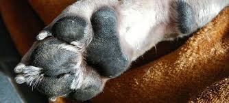 Heridas En Las Almohadillas De Perros Causas Tratamiento Y Prevenciones Pueden resecarse facilmente asi como agrietarse o sufrir heridas y cortes en distintos grados. heridas en las almohadillas de perros