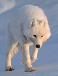 Pin By Carol Blatter On Wolves Arctic Wolf Wolf Photos Polar Wolf