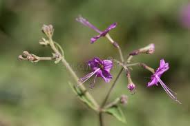 Image result for Commicarpus pedunculosus