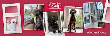 Published march 23, 2021 12:19 am. National Dog Day Doginwindow Competition National Awareness Days Calendar 2021