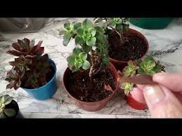 Suculentas Aeonium Kiwi Da Broto Pelas Folhas Youtube Suculentas Jardim De Suculentas Kiwi