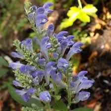 Image result for Scutellaria violascens