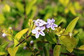 Hypoestes plants are excellent indoor plants due to their ornamental value. Pink Flowers Green Leaves Five Petals Small Plant Pikist