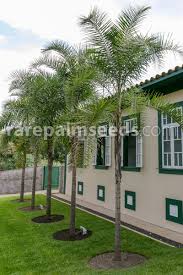 Image result for Syagrus